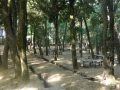 Monte Stella