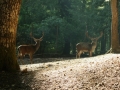 Foresta di Cerreta Cognole