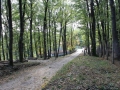 Foresta di Cerreta Cognole