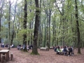 Foresta di Cerreta Cognole