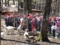 Foresta di Cerreta Cognole